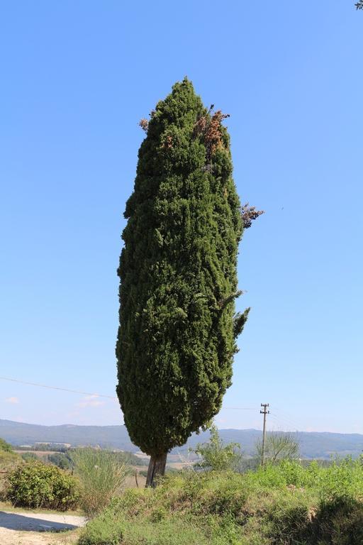 Villa Certine Agriturismo Asciano Exterior foto